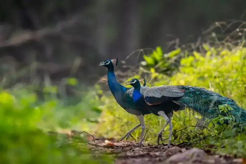 Ranthambore