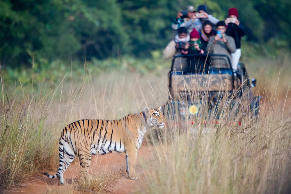 Ranthambore Safari