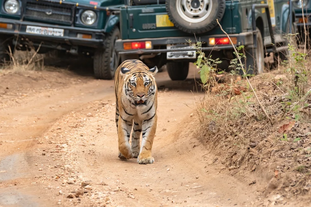 Jungle Safari to Ranthambore National park