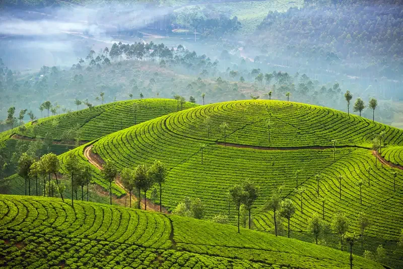 Munnar Hill Station Experience