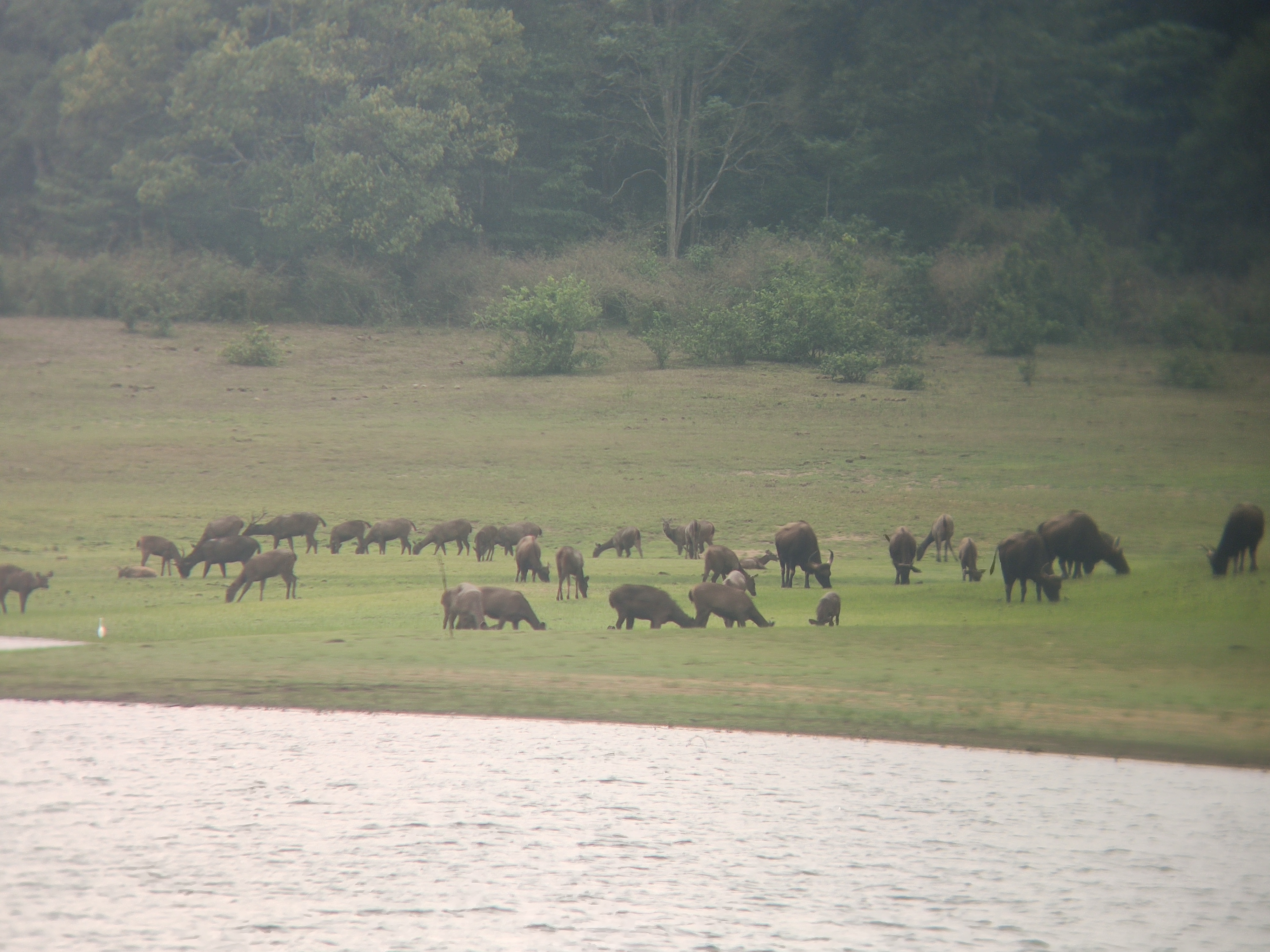 Wildlife and Nature