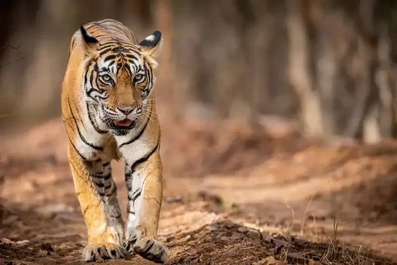 Wildlife and Nature
